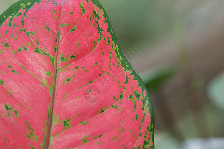 aglonema 叶纹理宏观花园蕨类环境植物生长森林植物学植物群公园图片