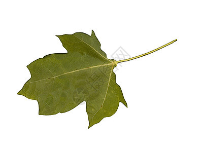 含有静脉和脚叶的绿色绿木片叶叶柄黄色枫叶落叶树叶梧桐枫棕色尖端图片