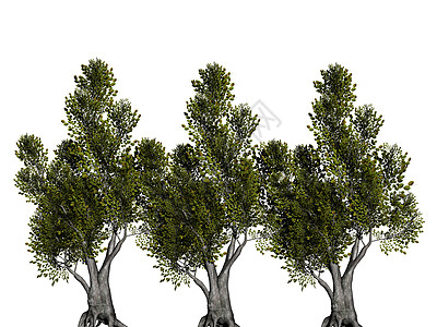 松树如锥壳灌木绿色植物灌木丛绿色落叶分支机构乔木天空蓝色森林图片