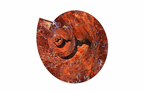形体结构的蜗牛贝壳蜗牛壳住房旋转石灰石螺旋图片
