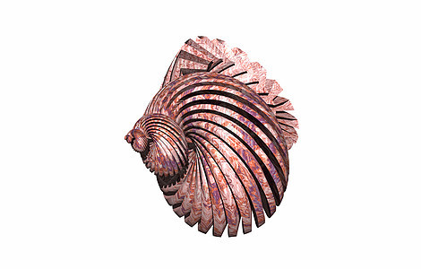 形体结构的蜗牛贝壳螺旋石灰石旋转住房蜗牛壳背景图片