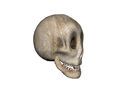 头骨和下巴牙齿骷髅颧骨下颚棕色眼窝图片