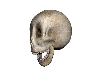头骨和下巴棕色牙齿眼窝骷髅下颚颧骨图片