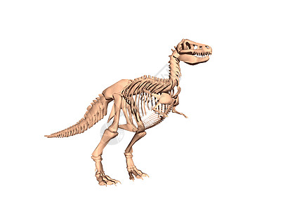 危险的恐龙骨质素骨骼化石蜥蜴人捕食者爬虫尾巴胸部颅骨图片