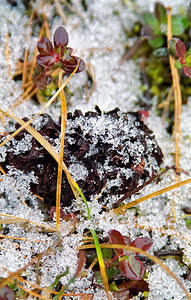 秋天的霜冻和雪 第一次霜冻场地花园大麦雾凇阳光植物群树叶叶子季节冻结图片