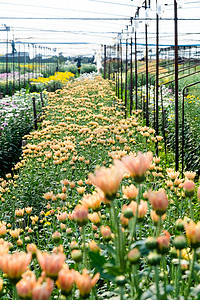 菊花种植基地花卉市场户外高清图片