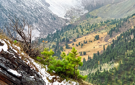 山岳上有许多高原 山岳的本性是言语中的 山上有植物山脉森林坐骑公园爬坡树木针叶林燕麦岩石石头图片