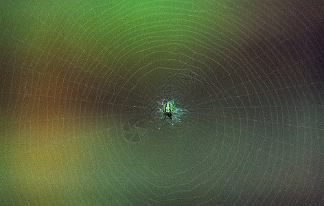 其网络中的蜘蛛位于中心 蜘蛛的捕网图片