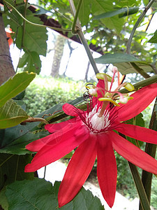 红色激情花朵过敏花a情调热带花园生长叶子爬行者热情异国植物群绿色图片