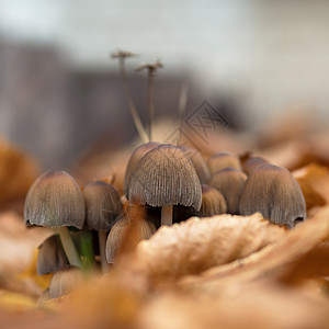 草地上生长的蘑菇 有毒的蘑菇公园环境魔法孢子树叶日光生物学森林荒野水分图片