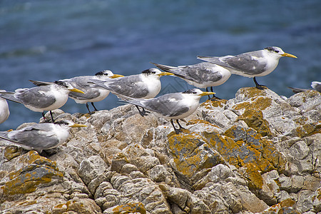 南非沃克湾自然保护区 大灰色Tern野生动物动物学避难所生活生态海洋生物动物群荒野多样性图片