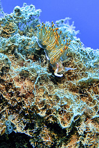 海蛞蝓 Nudibranch 自然公园 西班牙栖息地环境生物学海洋生物荒野潜艇动物学动物群海兔图片