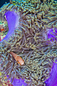 南阿里环礁 马尔代夫动物热带珊瑚潜水甲虫海洋生物男性生物动物学多样性图片