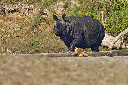 尼泊尔Bardia皇家国家公园 大一角犀牛Rhinoceros生态旅游生物学森林生态动物群动物学多样性动物荒野生物图片