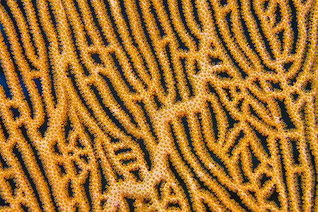 柳珊瑚 海扇 海鞭 珊瑚礁 南阿里环礁 马尔代夫图片