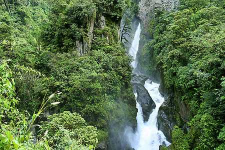 Pail安第斯山脉 厄瓜多尔多样性荒野环境生境生态生态旅游生物野生动物绿色栖息地图片