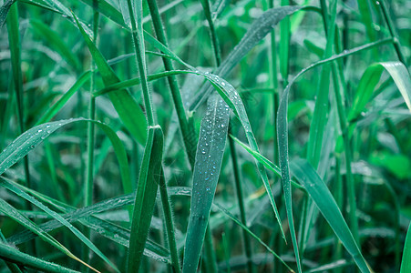 叶子上的雨滴 特写在草作物植物上的雨水露滴 阳光反射 在农田草坪草甸的农村场面 冬天的早晨雨季 美丽的自然背景风光草叶摄影种子环图片