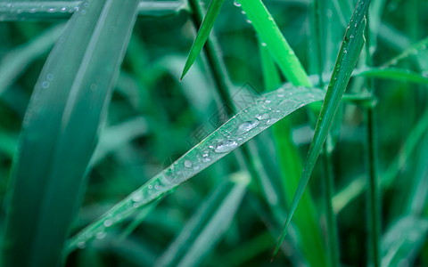 叶子上的雨滴 雨滴落在树叶上 草叶上雨水露滴的极端特写 阳光反射 冬季雨季 自然之美抽象背景 微距摄影种子天气风光稻田健康饮食环图片