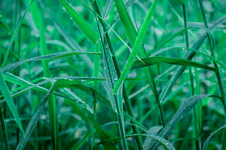 叶子上的雨滴 特写在草作物植物上的雨水露滴 阳光反射 在农田草坪草甸的农村场面 冬天的早晨雨季 美丽的自然背景摄影植物学种植园画图片