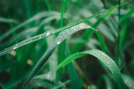 叶子上的雨滴 特写在草作物植物上的雨水露滴 阳光反射 在农田草坪草甸的农村场面 冬天的早晨雨季 美丽的自然背景环境保护草地农场草图片