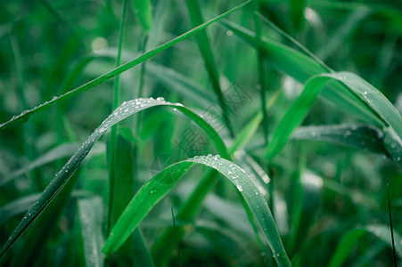 叶子上的雨滴 特写在草作物植物上的雨水露滴 阳光反射 在农田草坪草甸的农村场面 冬天的早晨雨季 美丽的自然背景农业植物学田园季节图片