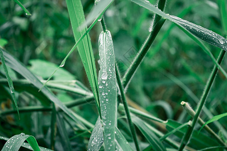 叶子上的雨滴 雨滴落在树叶上 草叶上雨水露滴的极端特写 阳光反射 冬季雨季 自然之美抽象背景 微距摄影环境季节生长阳光植物学气泡图片