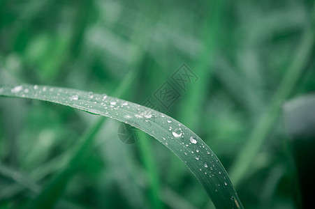 叶子上的雨滴 雨滴落在树叶上 草叶上雨水露滴的极端特写 阳光反射 冬季雨季 自然之美抽象背景 微距摄影草地植物环境保护脆弱性液体图片