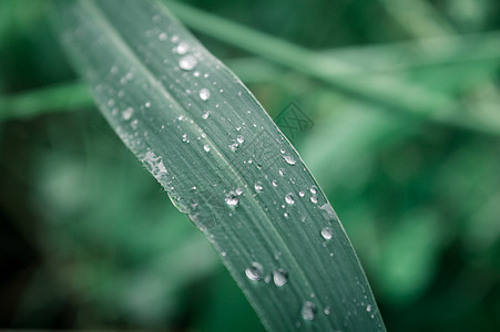 叶子上的雨滴 雨滴落在树叶上 草叶上雨水露滴的极端特写 阳光反射 冬季雨季 自然之美抽象背景 微距摄影画幅脆弱性天气植物植物学环图片