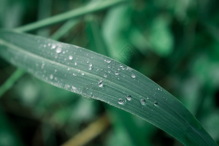 雨水叶子夏天早晨高清图片