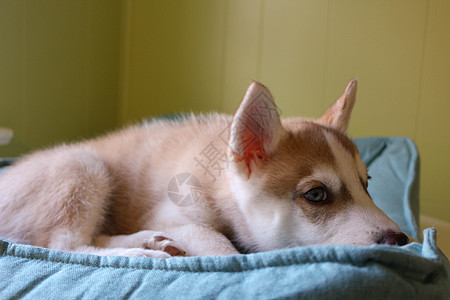 紧贴可爱懒懒的西比亚小狗 躺在佛罗里山上睡觉灰色哺乳动物动物休息白色毛皮毯子犬类宠物婴儿图片