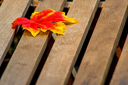 在园椅上的叶子上植物群风景框架红色晴天边界黄色环境太阳墙纸图片