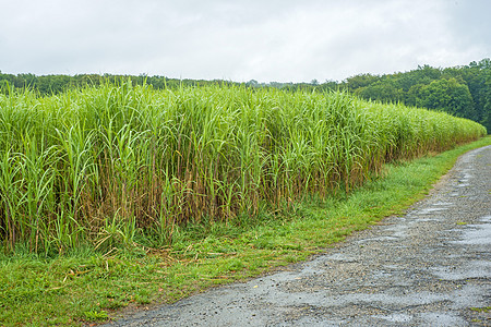 Miscanthus 开草草活力技术场地芒草柴油机植物绿色资源生物燃料图片