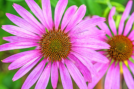 花锥花 伊契纳塞亚花园疗法紫色绿色锥花花瓣叶子植物群制药自然图片