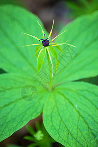 真正的爱人的结结 巴黎四面形草本植物真情人植物群绿色药品图片