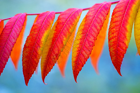 秋叶涂有灰树染料季节叶子草稿佩地植物植物群树叶晴天床单图片
