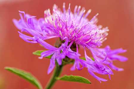 棉花盛开宏观绿色野生动物紫色植物植物群人马座野花荒野射线图片