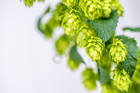 跳上休息草本植物发酵生长酒花花园饮料锥体药品植物图片