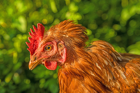 鸡头农场家禽棕色动物母鸡居住生活食物红色乡村图片