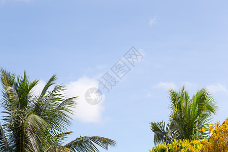 蓝天空 边上有一些无害的云和棕榈花图片