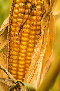 用皮撕玉米谷物宏观棒子粮食黄色胡须绿色叶子头发内核图片