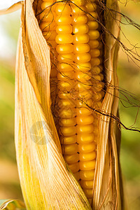 用皮撕玉米粮食乡村叶子场地黄色头发内核棒子栽培胡须图片