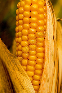 用皮撕玉米食物植物叶子宏观粮食蔬菜场地涂层棒子头发图片