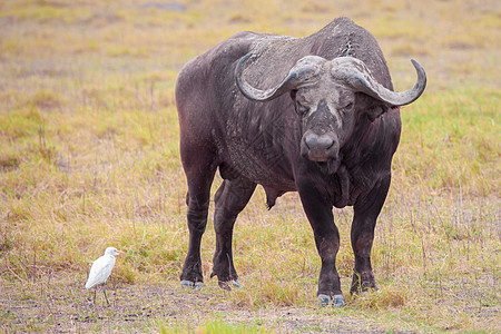 草原鸟水牛城和白鸟 在肯尼亚游猎背景