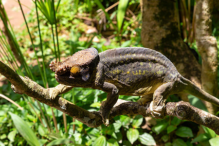 岛上国家公园的一个分支上的多彩色变色素荒野蜥蜴捕食者彩虹爬虫野生动物动物动物群变色龙宠物图片