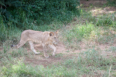 在热带草原的草地上 年轻的狮子幼兽大猫公园说谎小狮子食肉野生动物猫科动物猎人图片