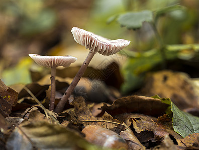 小真菌或蘑菇季节苔藓森林菌类背景木头植物绿色荒野图片