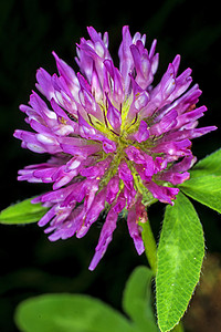 红三叶 药用植物植物群康复激素荒野疾病紫色药品雌激素花朵叶子图片