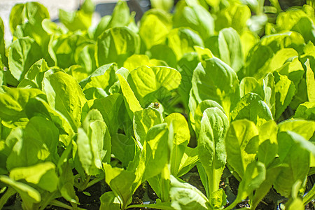 沙拉树苗烹饪温室商业叶子沙拉土壤幼苗树叶绿色植物苗圃图片