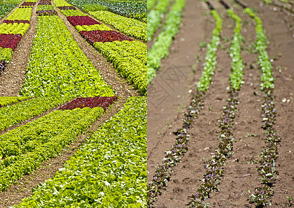 沙拉种植幼苗农场园艺土壤维生素收成栽培场地大地植物图片