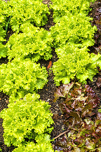 沙拉种植花园场地农场幼苗土壤营养植物土地维生素蔬菜图片
